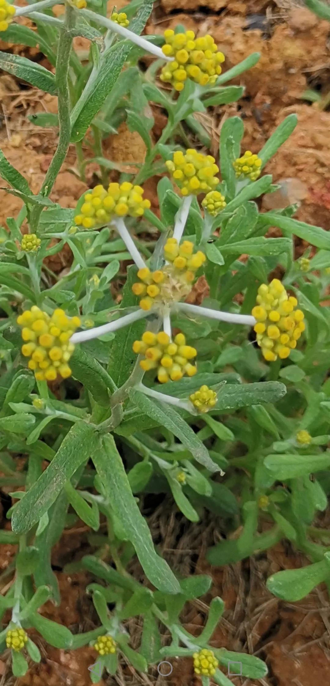 儿时回忆之“老鼠艾”