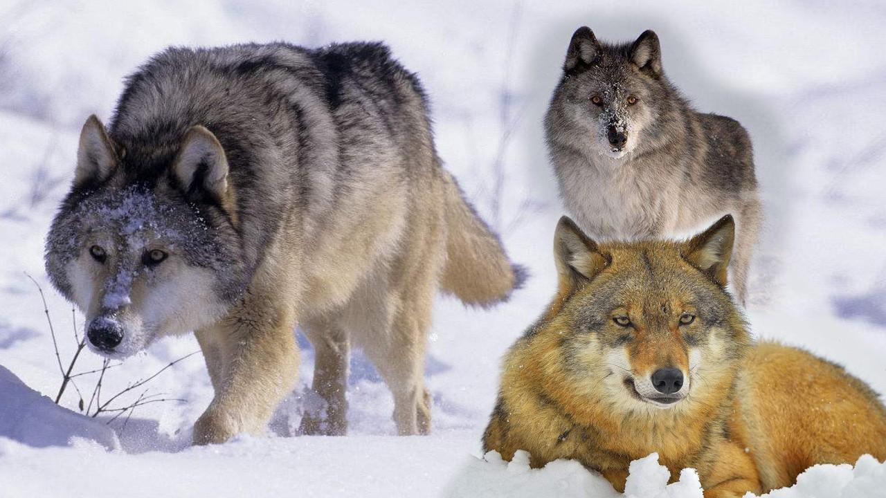 人狼生存搏杀：西伯利亚狼吃羊杀马，牧民雪地摩托杀狼|故事