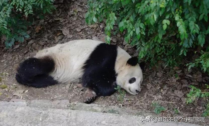 每天认识一只大熊猫和花,每天认识一支大熊猫