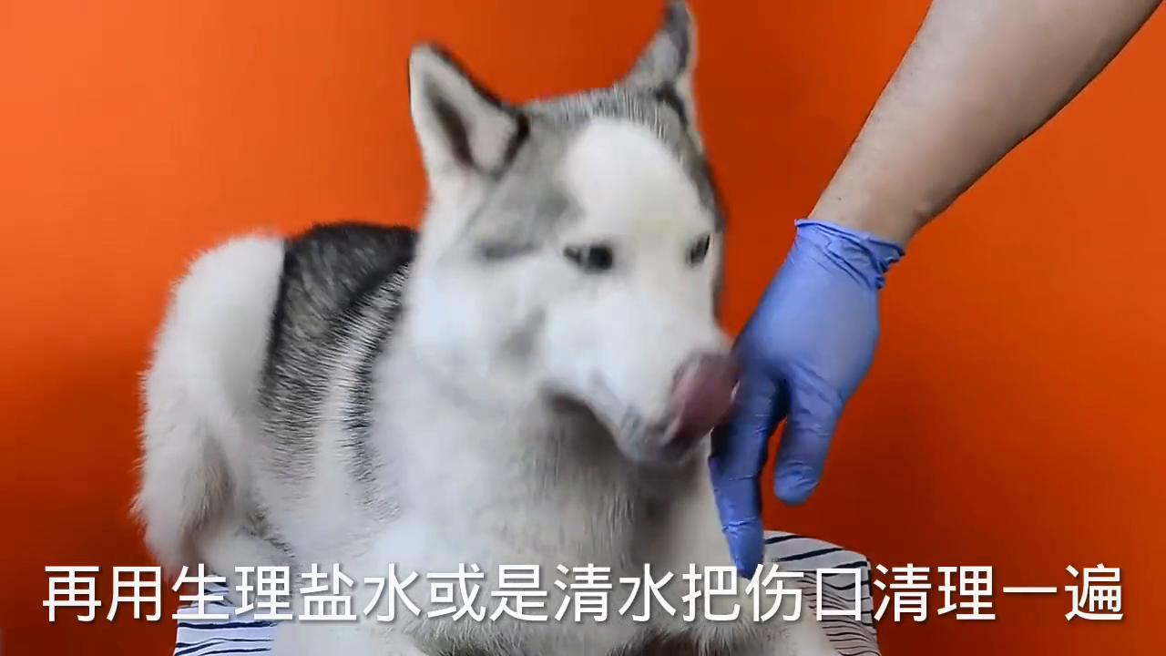 被家猫抓伤了该怎么处理,被家猫抓伤后会不会死