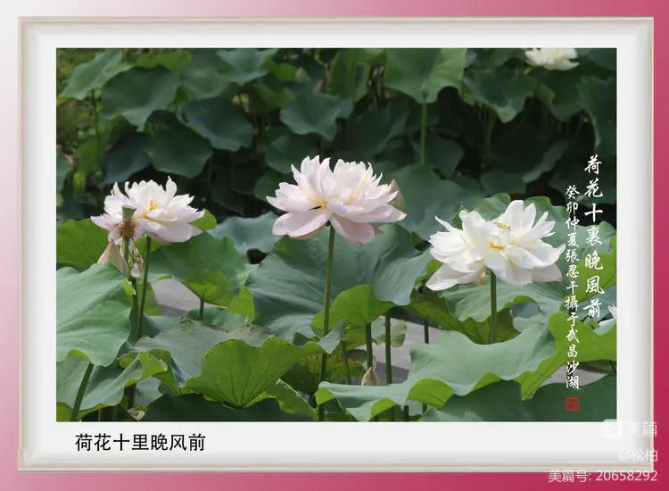 诗图战友情（九十五）荷花别样红