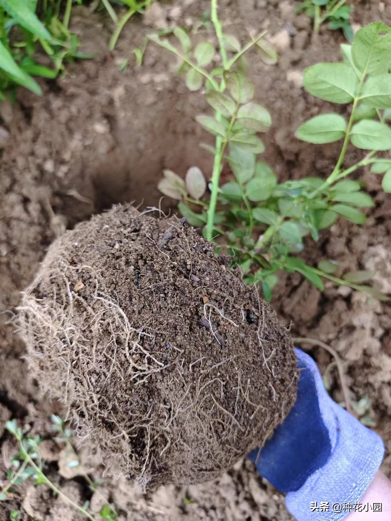 长时间不在家花怎么浇,月季在家怎么养成树状月季
