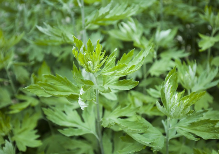 我和中医药的故事绘画,我和中医药的故事作文500字
