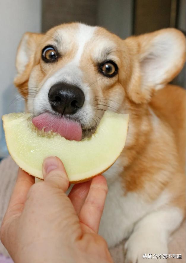 狗狗吃鸡蛋壳有危险吗,狗狗可以吃鸡蛋皮子吗