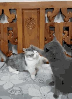 为什么说别养矮脚猫,矮脚猫的优缺点