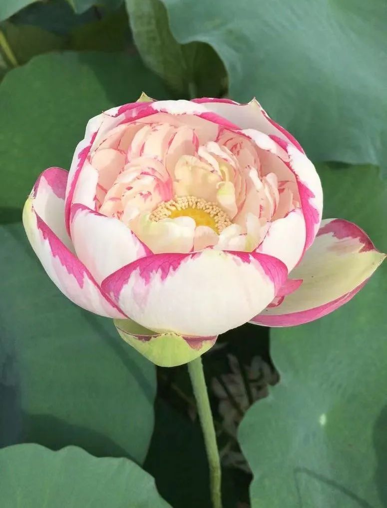 荷花种植什么品种好看,荷花种植范围有哪些品种