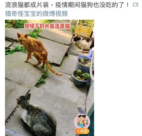 “居家”措施一个多月，曾经繁华的人民广场被流浪猫们占领啦