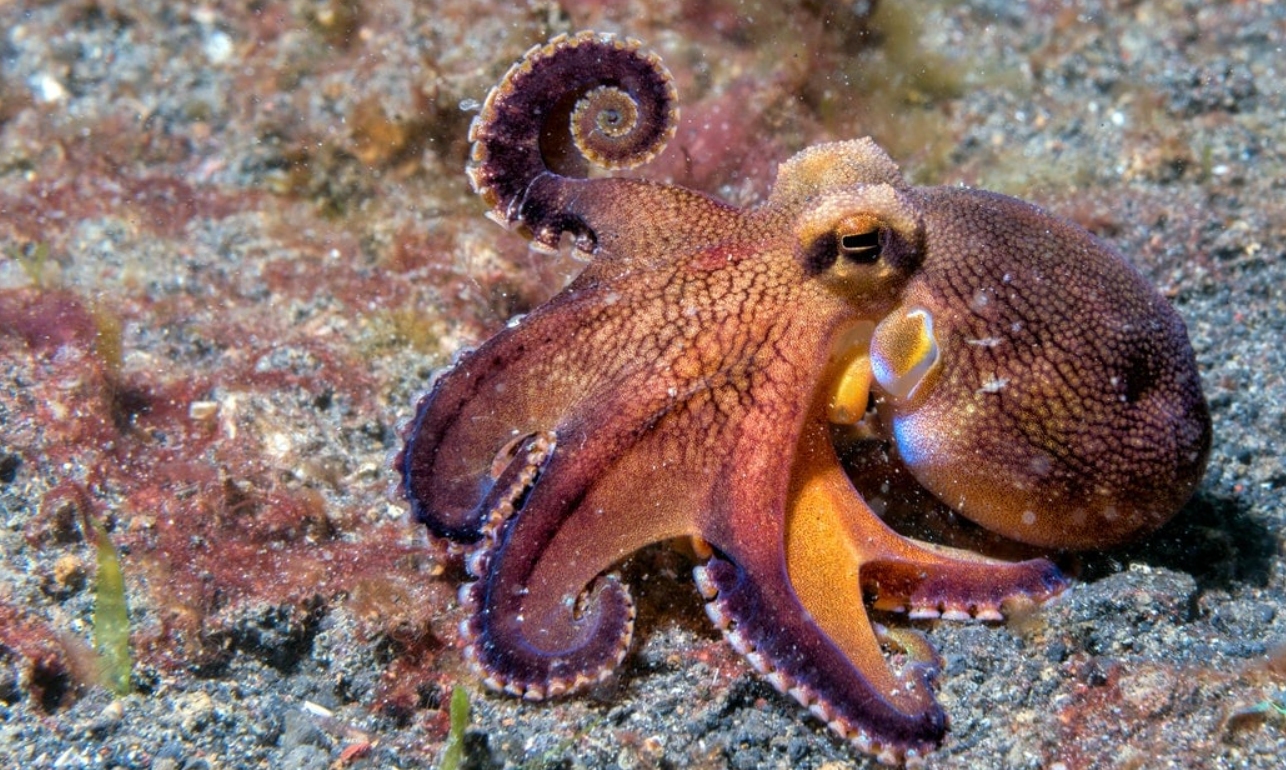 木卫二上的海洋中存在的外星生命 (木卫二有章鱼吗)