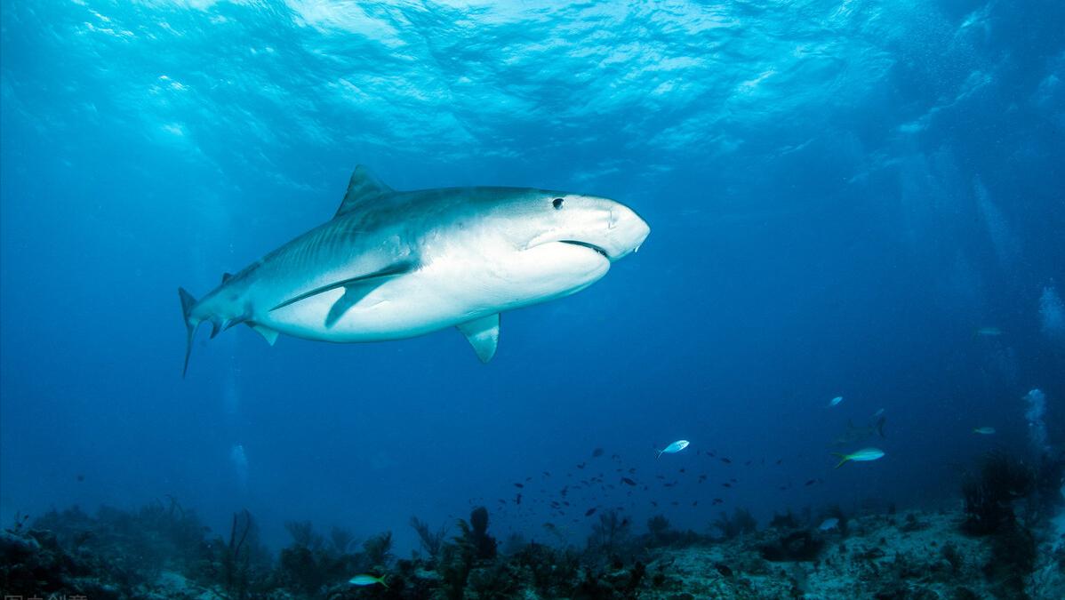 为什么鲨鱼只要鱼翅不要鱼肉呢,鲨鱼的鱼翅是什么味