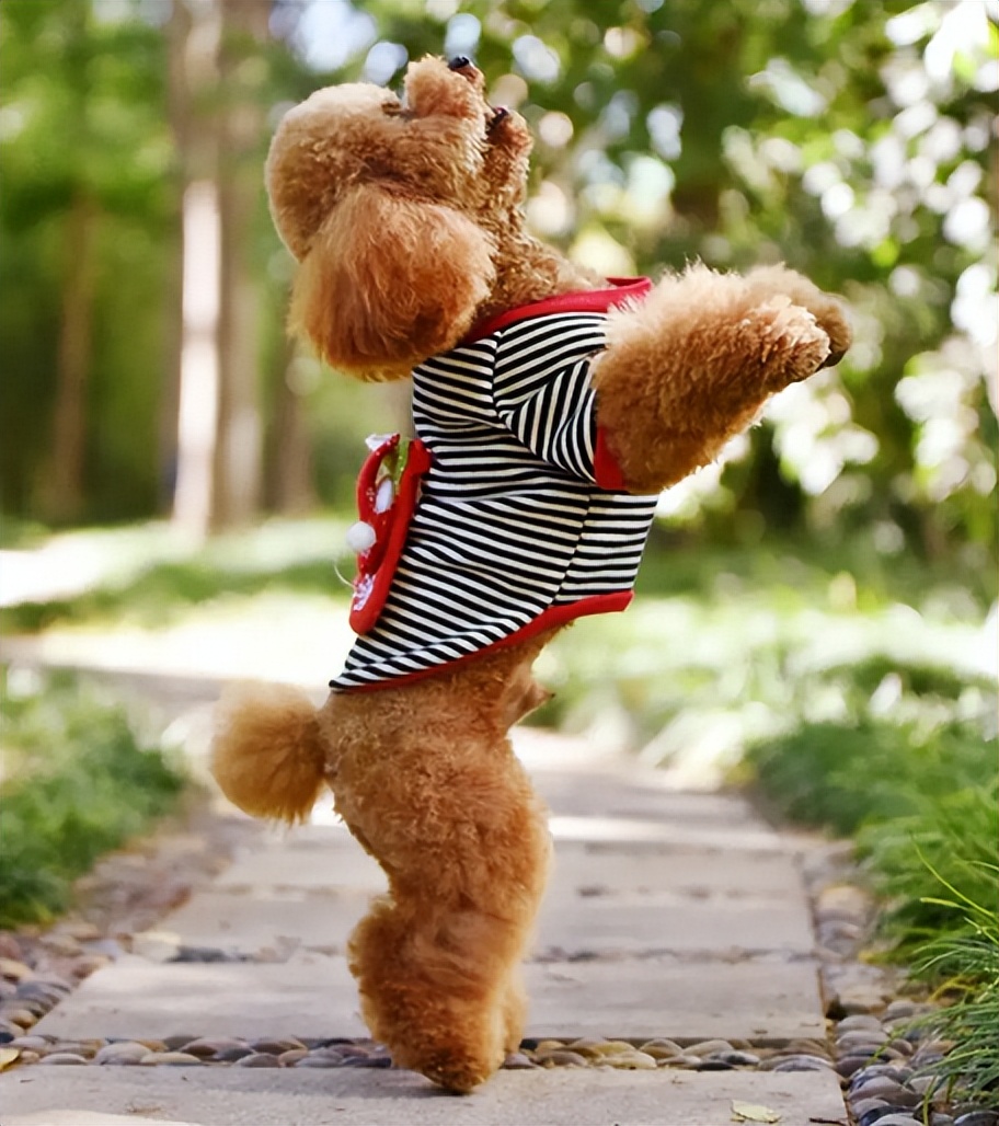 泰迪的七种缺点,黑泰迪的优点与缺点