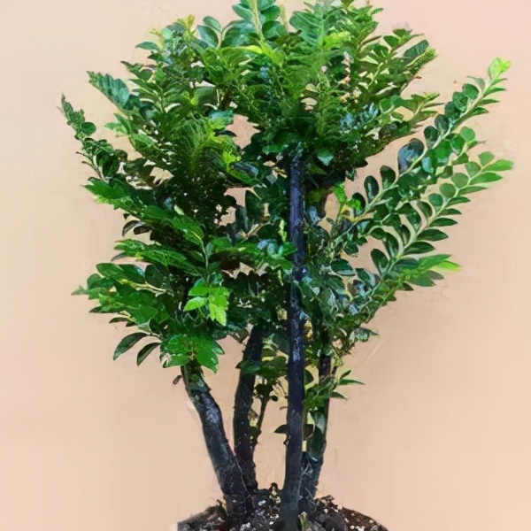 冬天小叶紫檀盆景如何养护,小叶紫檀不怕暴晒