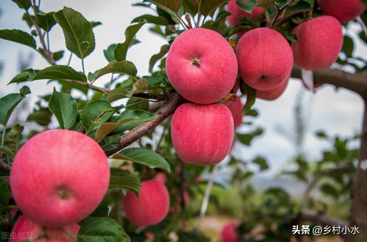 老农教你在家自制磷酸二氢钾溶液，种啥菜都用得上，效果真的好