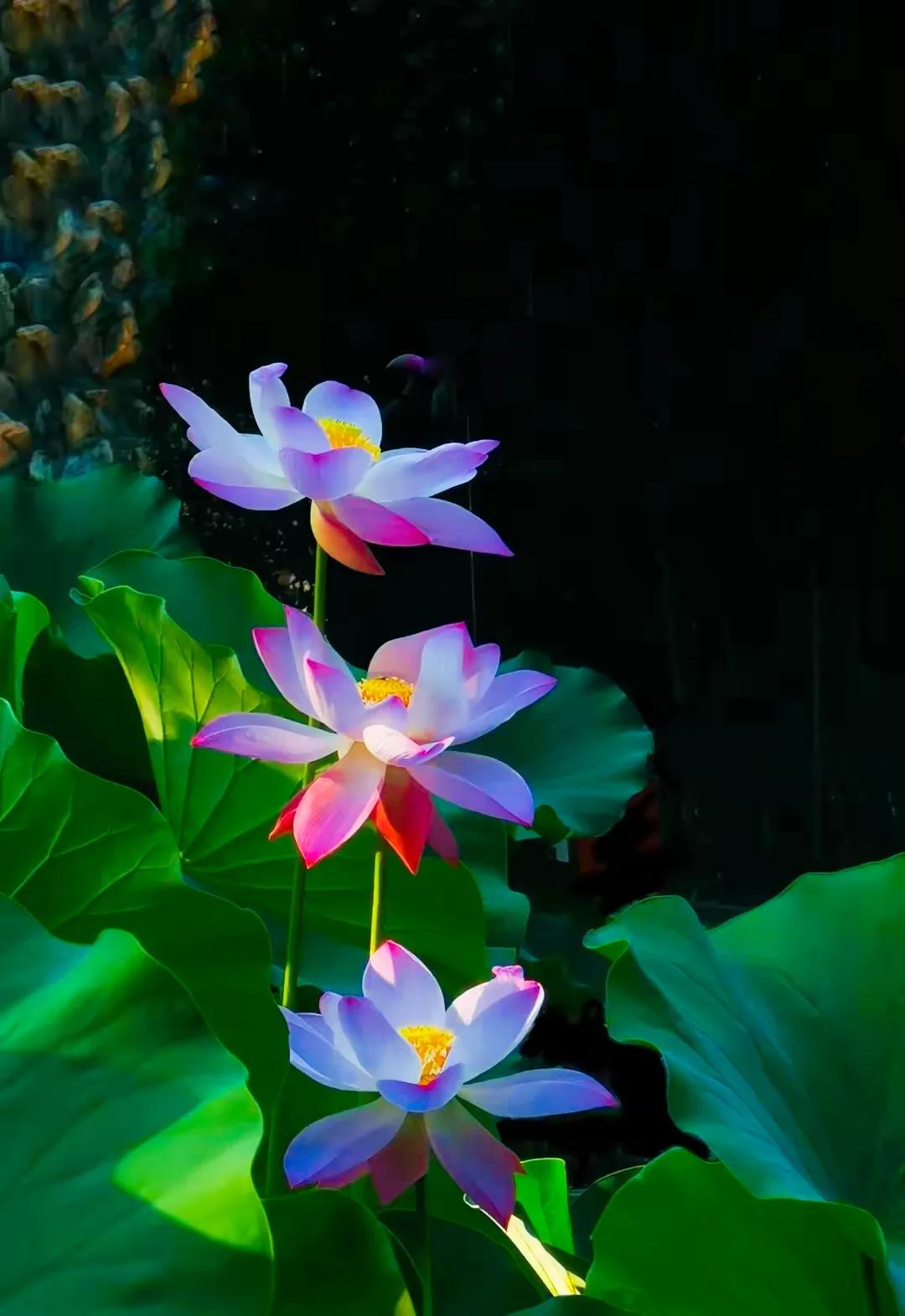 一万株荷花,像闪电绽开,升腾