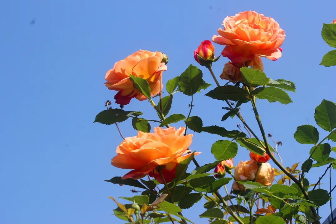 大寨玫瑰花海迷宫,花海迷宫大寨