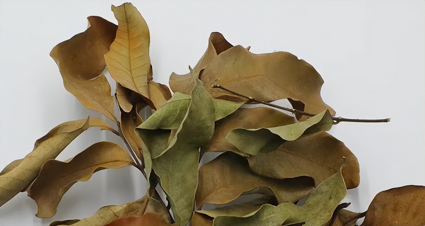 新到的小龟怎么养,小龟怎么养才能养好