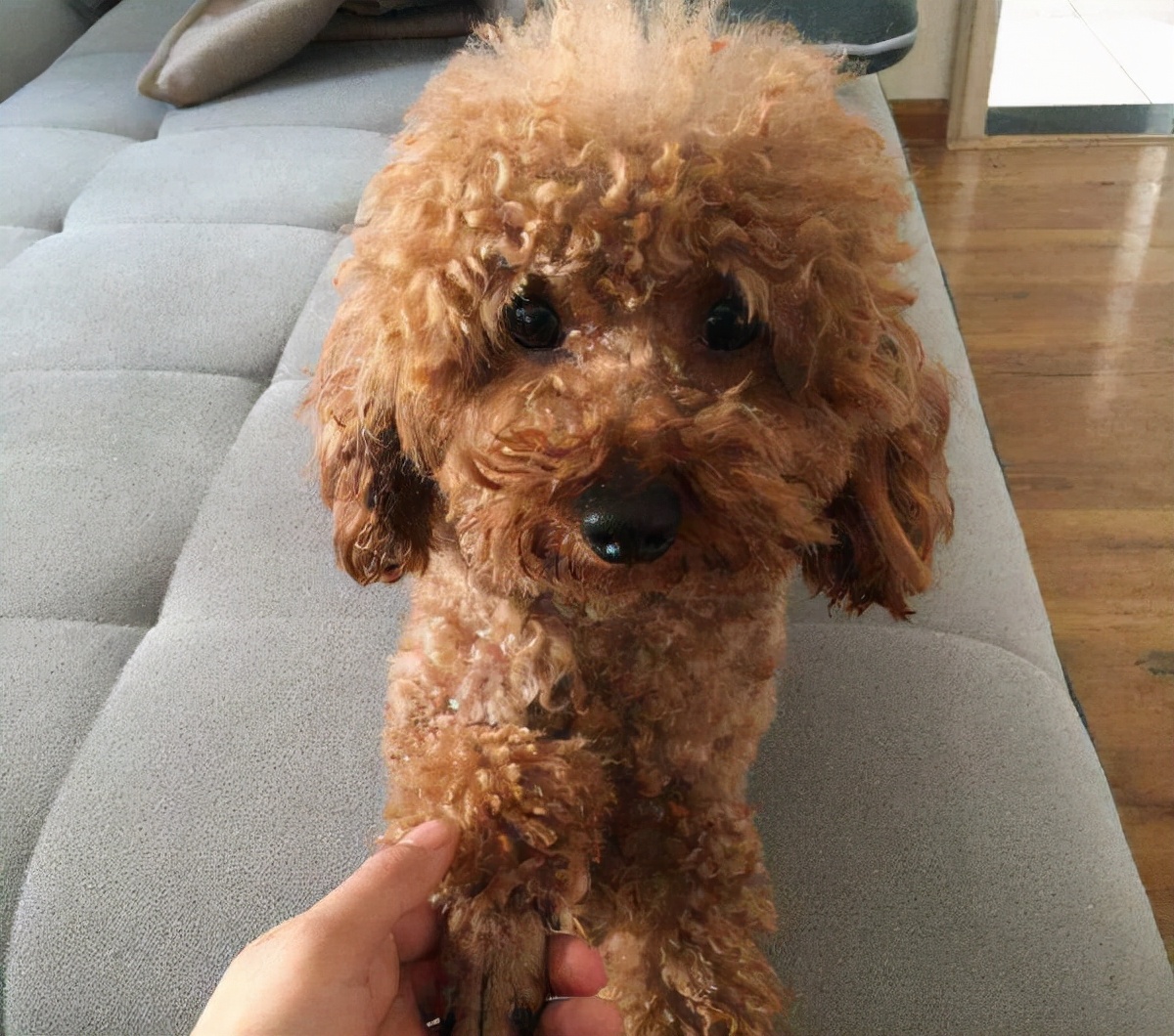 泰迪犬该如何训练视频讲解,泰迪犬怎么训练十大基础动作