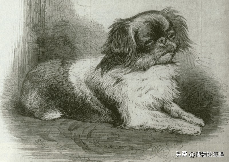 慈禧赠给英女王一条小狗？相反，这是英军从圆明园死者身边抢来的