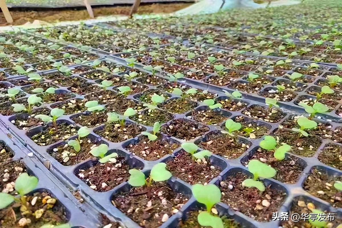 西兰花变身致富花,华亭油菜花