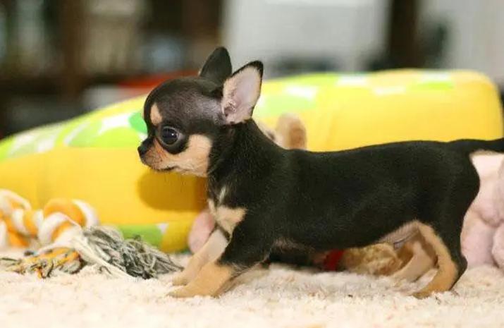 吉娃娃的狗总到底有多大,吉娃娃最小的狗种