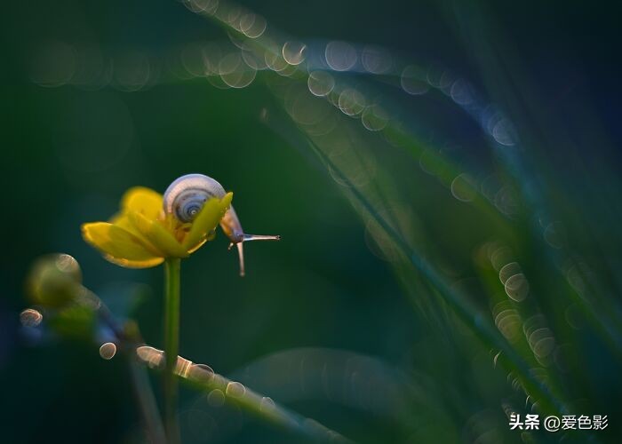 光影斑驳中，长笑蜗牛戴屋行