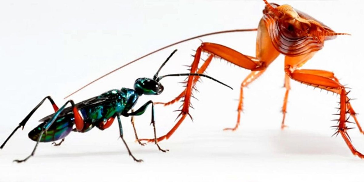 蟑螂的噩梦：自然界的“摄魂怪”，把蟑螂变成傀儡，让它主动赴死