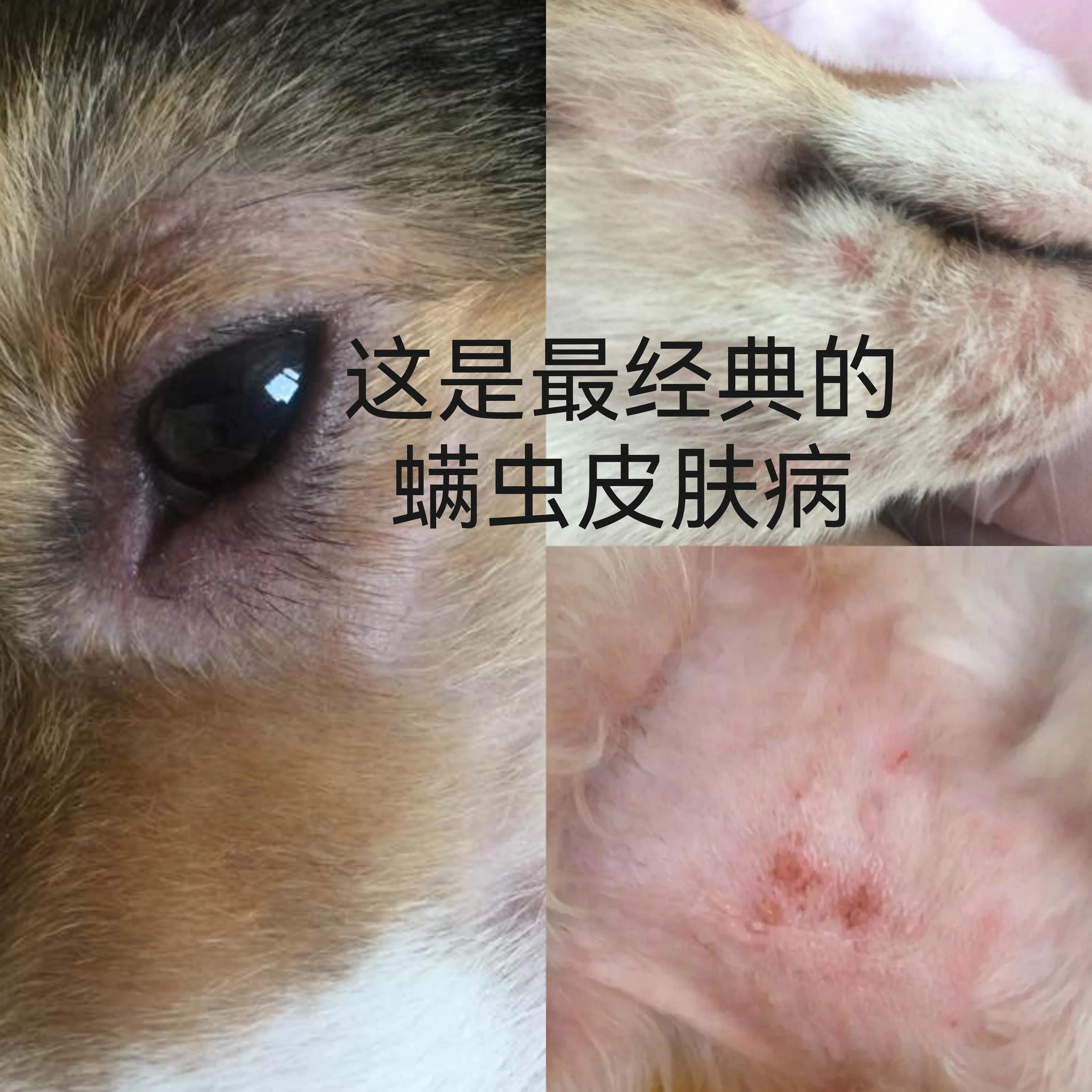 999皮炎平可以给狗狗治皮肤病吗,狗狗有皮肤病在家怎么治疗