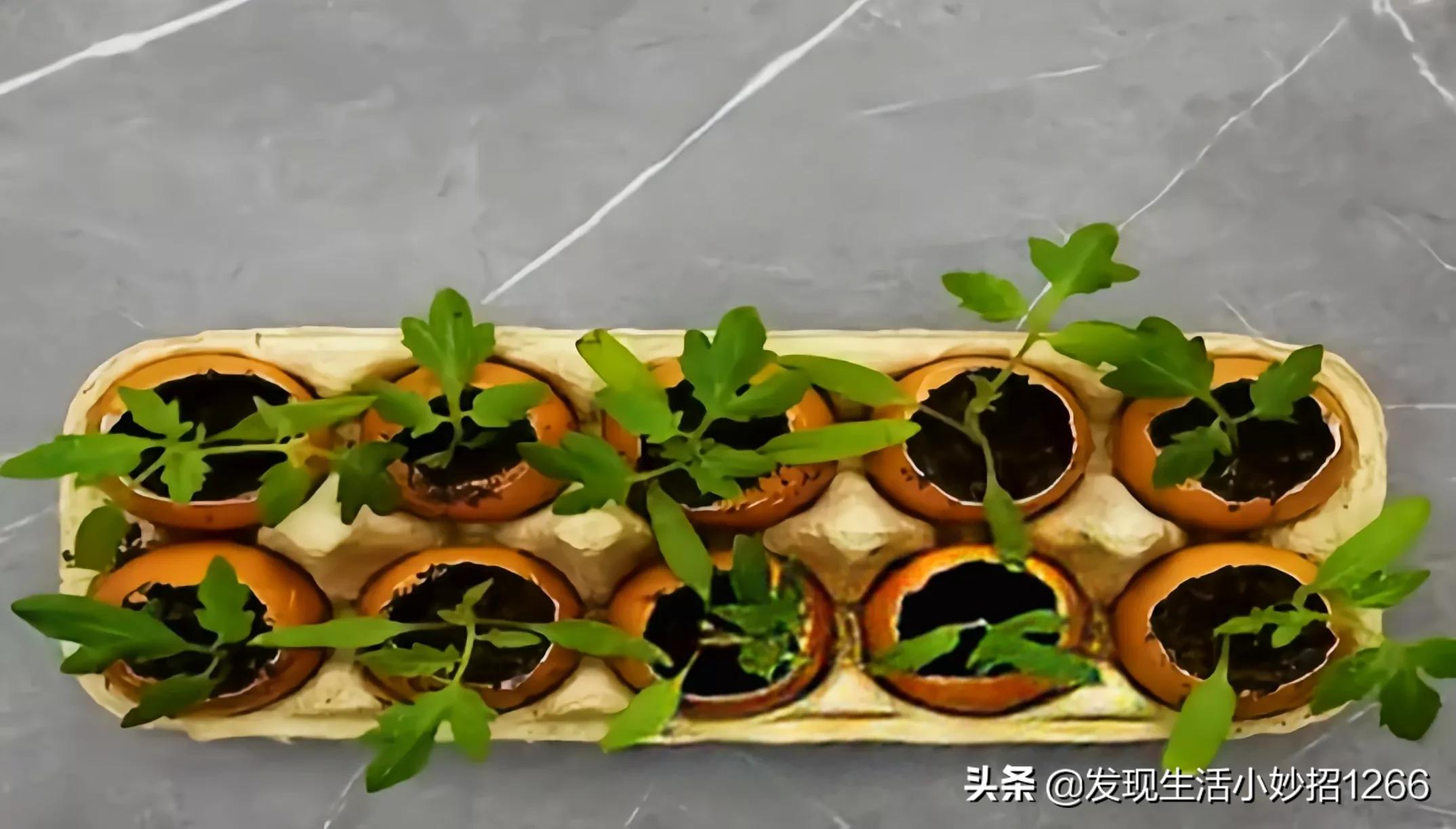 手机不小心进水后快速的急救方法,生活小妙招关于水