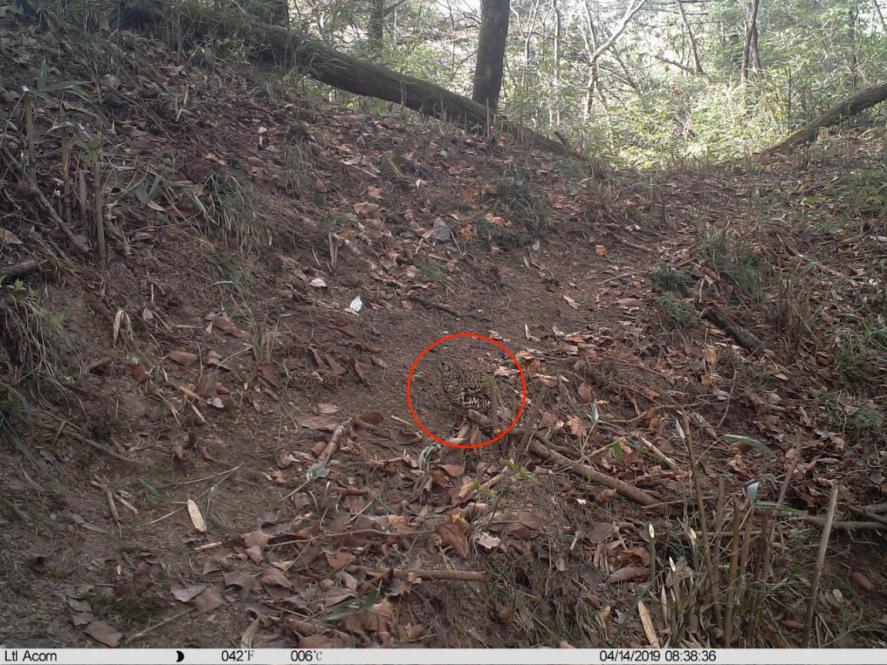 自然秘境大图鉴鸟类王国,奇妙大自然探秘鸟类世界