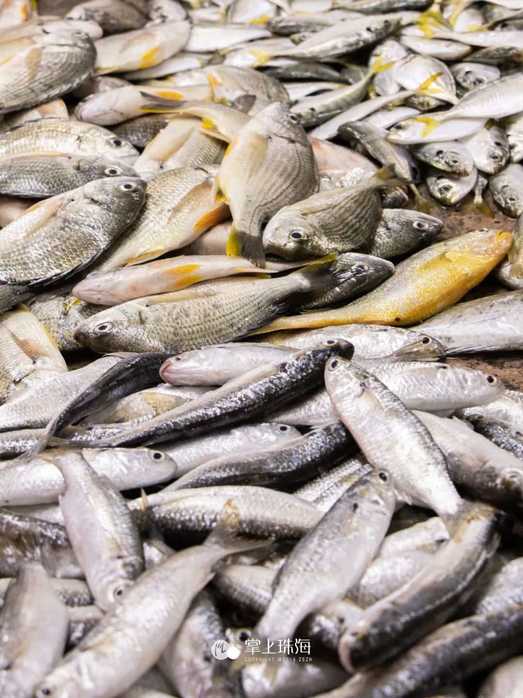 珠海海鲜开渔期,珠海海鲜自助攻略推荐