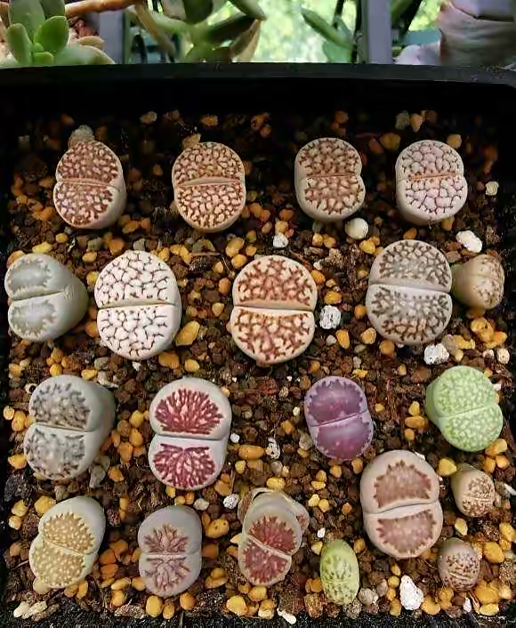 养了一年的生石花你们看品相如何,多肉生石花介绍养护方法推荐