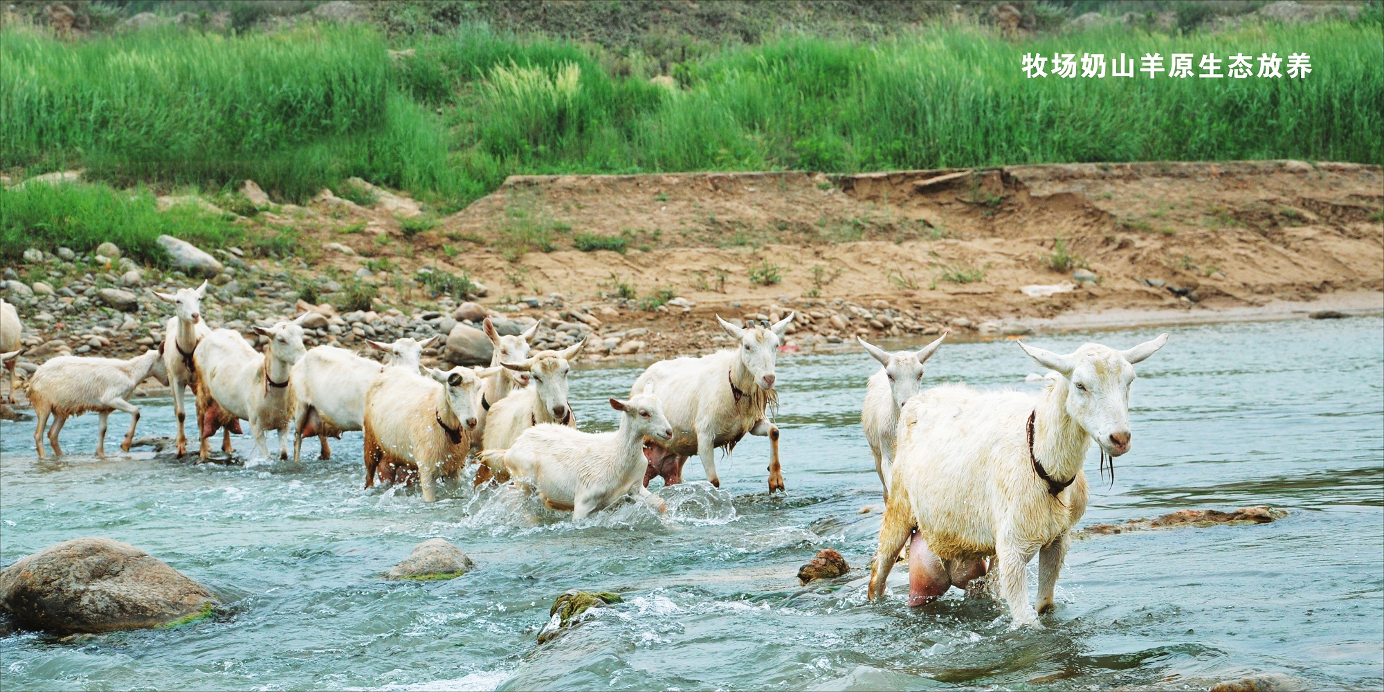 雅泰恩朵羊奶粉好不好,雅泰朵恩羊奶粉如何分辨真假