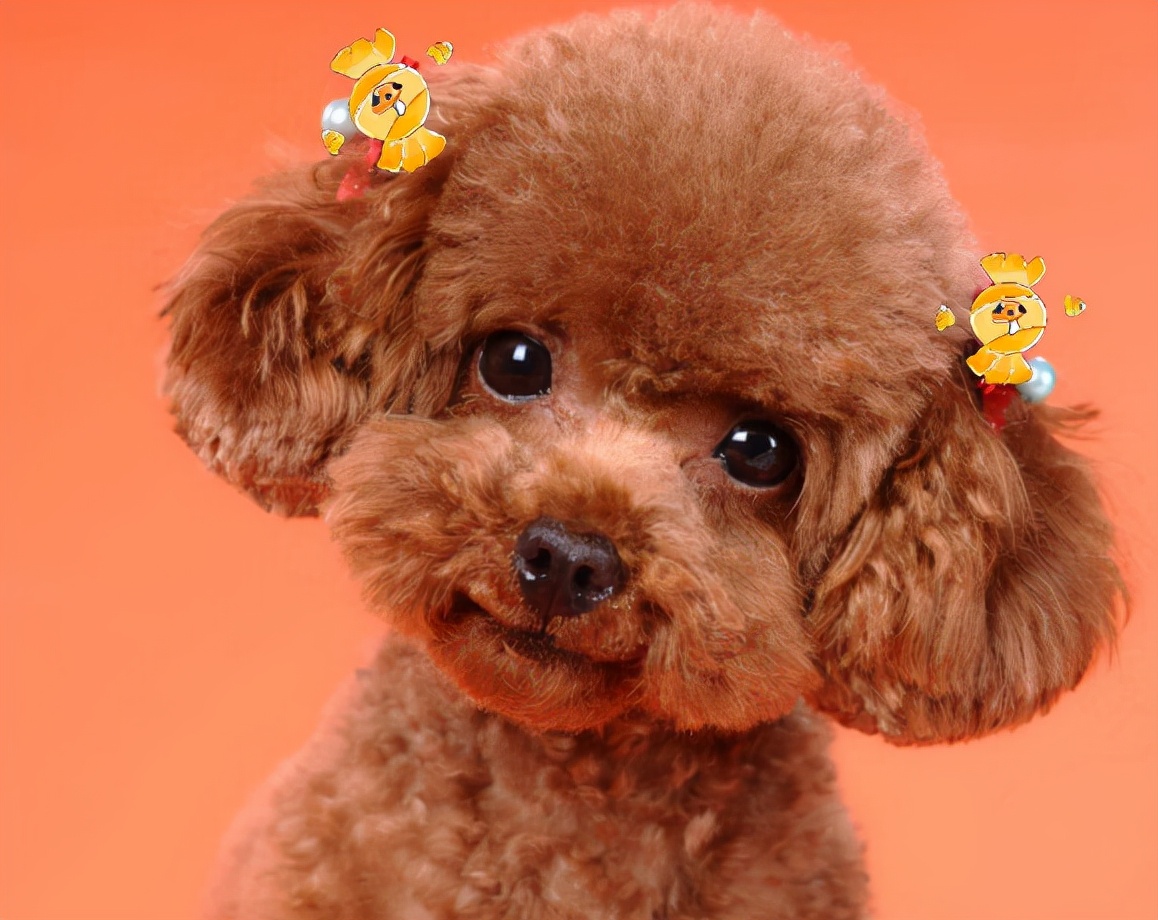 泰迪犬的饲养方法大全视频播放,1-3个月泰迪犬的饲养方法