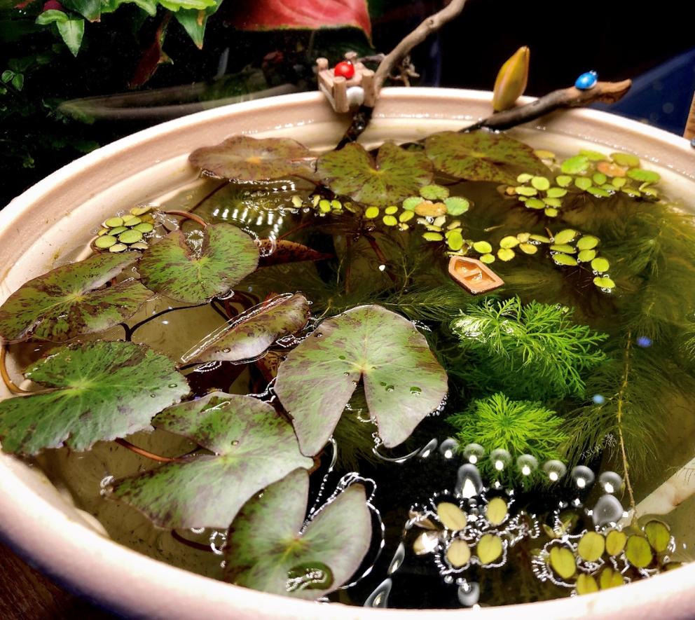 95后广东小伙痴迷睡莲育种,95后小伙痴迷睡莲育种