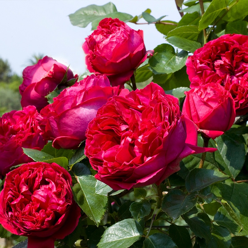 5多头藤本月季,50种漂亮月季