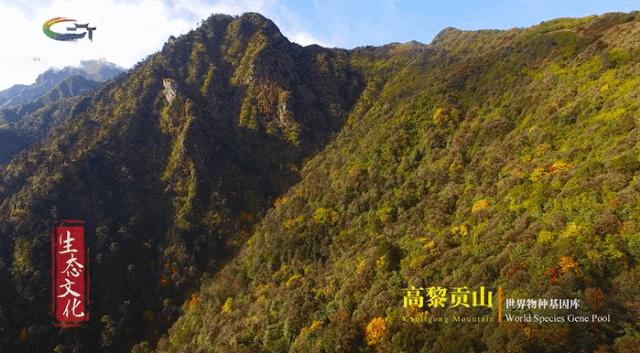 年度最佳22℃暖冬小城!全国唯一半城银杏,半城温泉!现在来刚好