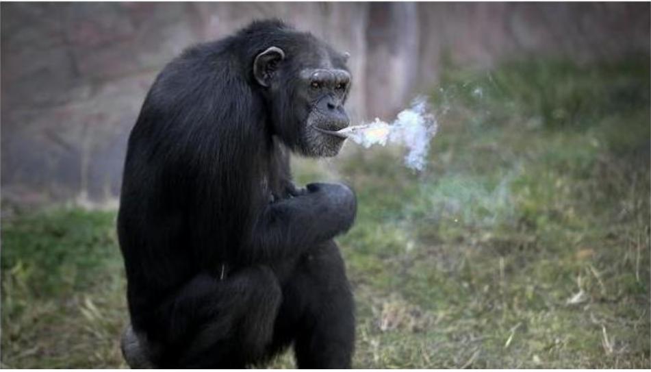 抽烟酗酒，甚至还会吸毒，动物们究竟有多狂野？网友：老烟民了