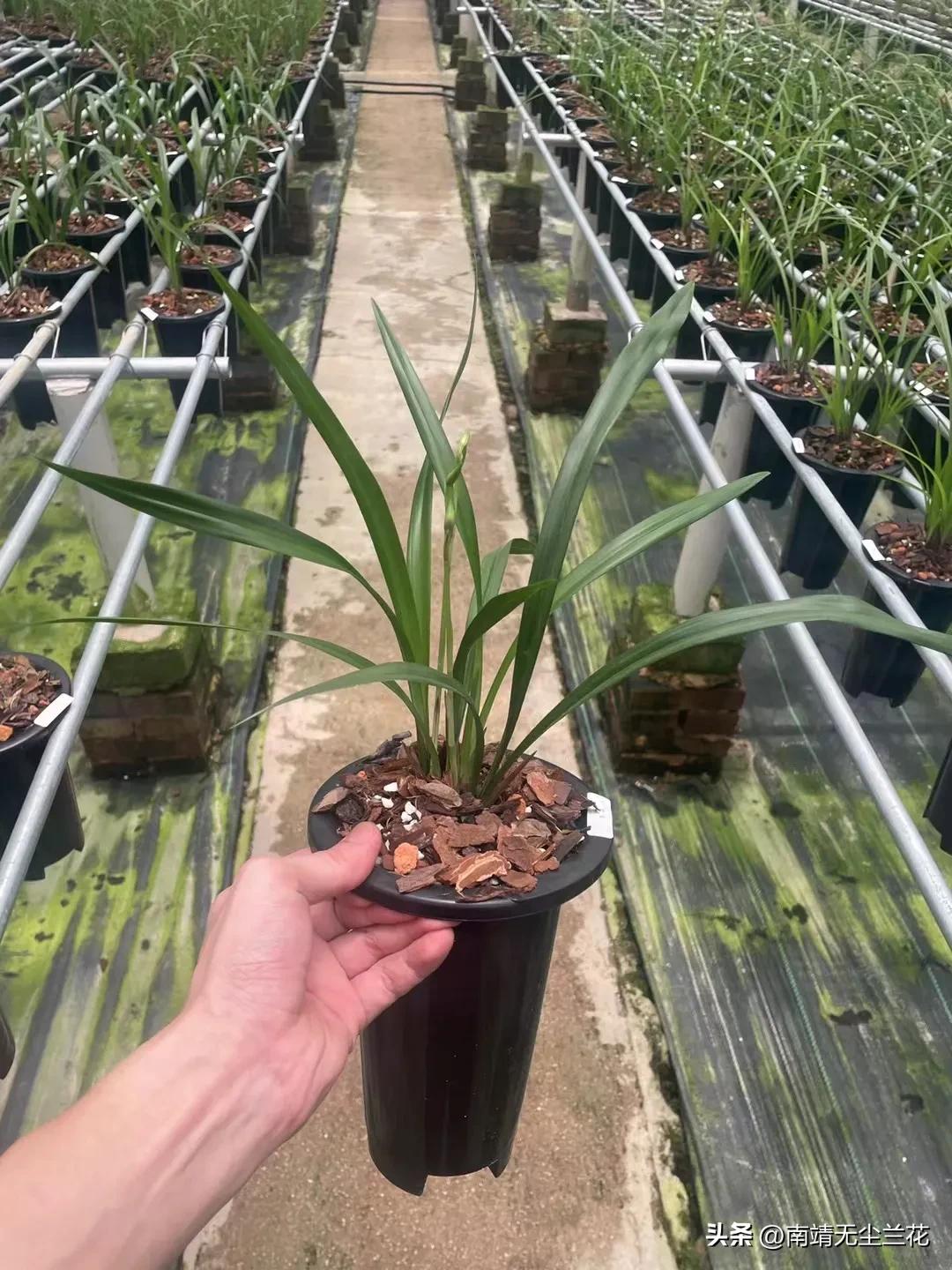 兰盆里有白色线虫,兰盆里白色的菌丝