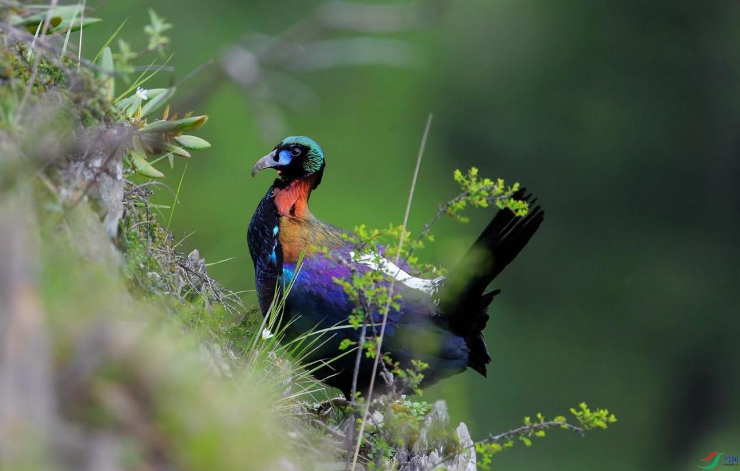西昌市市鸟,西昌市鸟是哪种