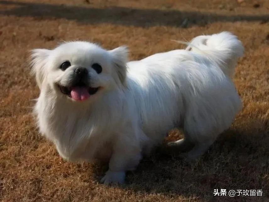 宠物狗应该怎么养详细介绍科普,宠物狗喂养及训练方法有哪些