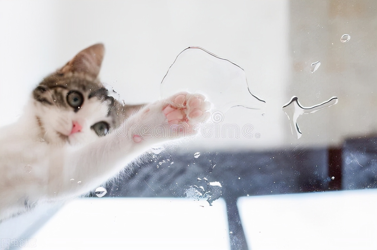 幼猫2个月拉稀怎么治疗,养宠经验猫咪连续三天吐毛球