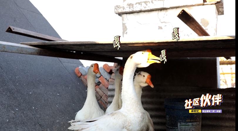 老旧小区迎来物业入驻,老旧小区迎来新管家