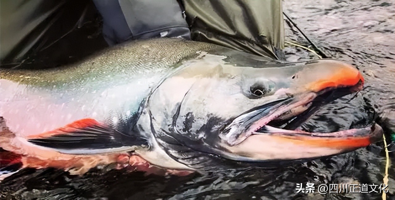 油鱼吃多了有哪些危害,油鱼的毒性有多大