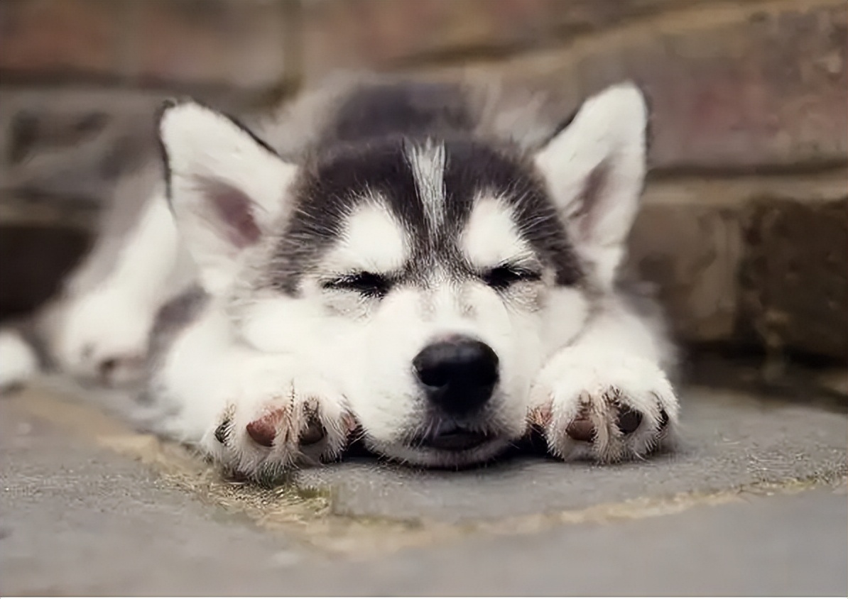 告诉狗狗秘密,告诉你一个秘密养猫千万别养黑猫