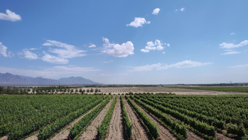 一颗小葡萄创作的原声,一颗葡萄的梦想