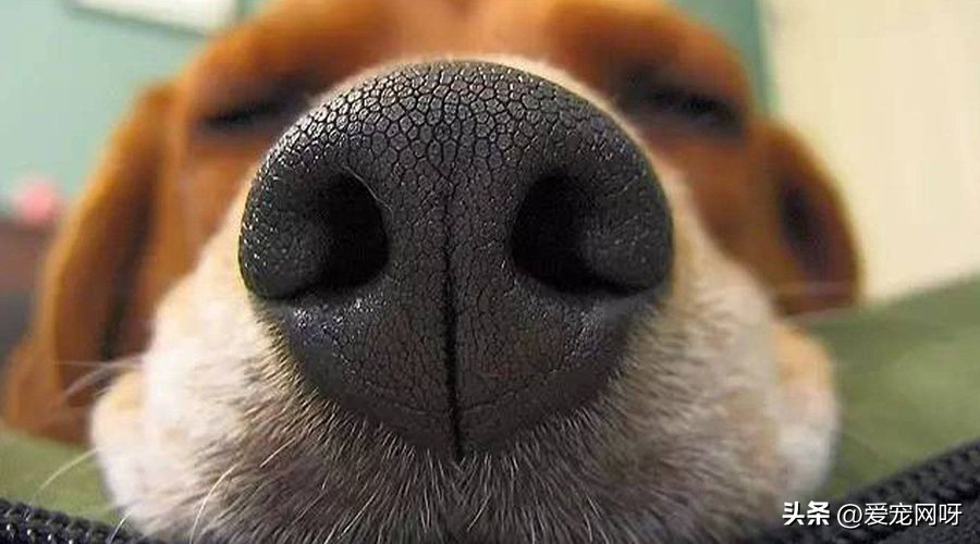 狗狗咳嗽干呕吃什么药有效果,狗狗咳嗽干呕发出咔咔咔的声音