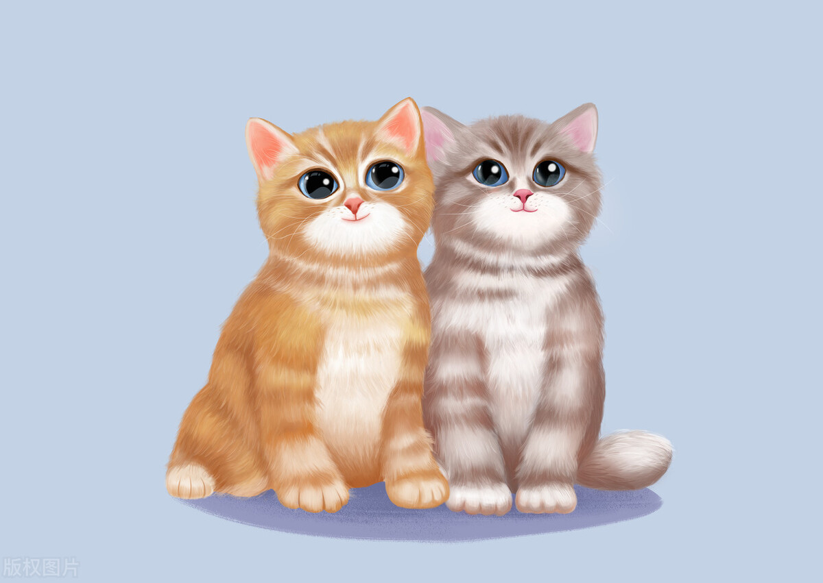 适合女生养的四只小宠物,适合女生养的呆萌小宠物