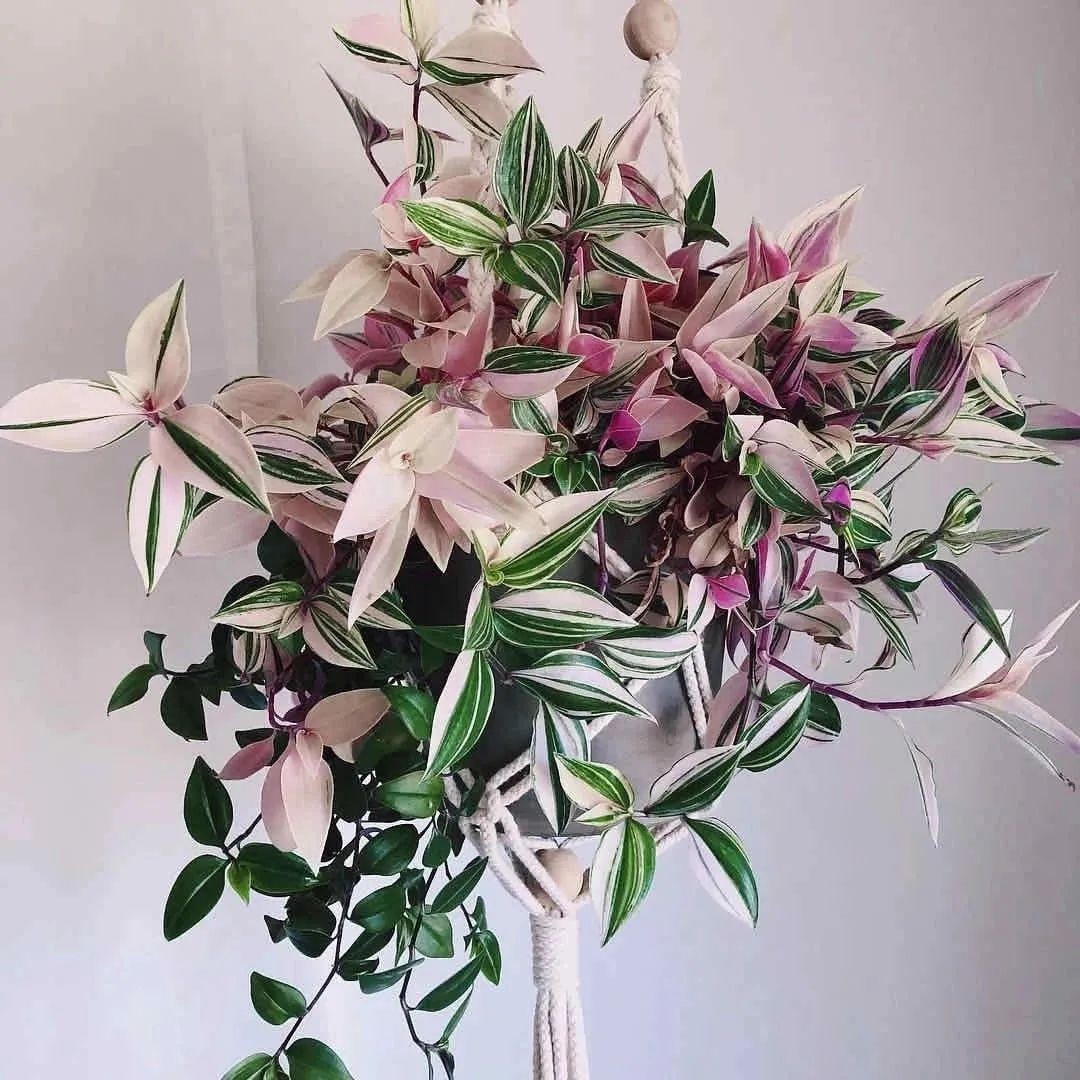 吊兰最贵的品种,吊兰什么品种最贵