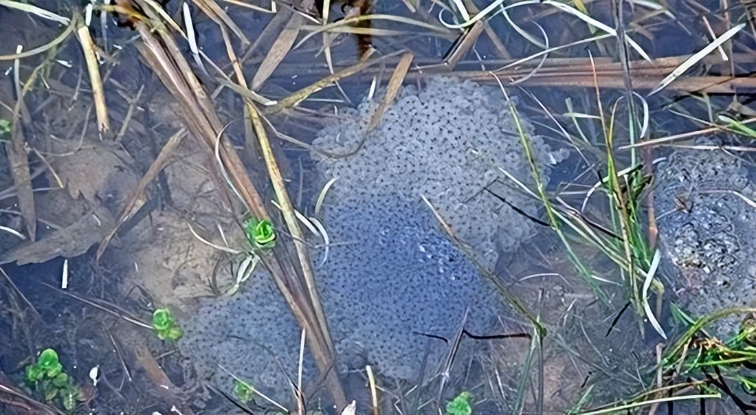 蝌蚪和蟾蜍的卵如何区别,如何分辨蝌蚪长大是青蛙还是蟾蜍