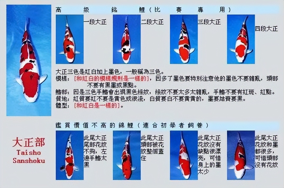 如何挑选出好的锦鲤鱼,锦鲤鱼怎么挑选最能吃