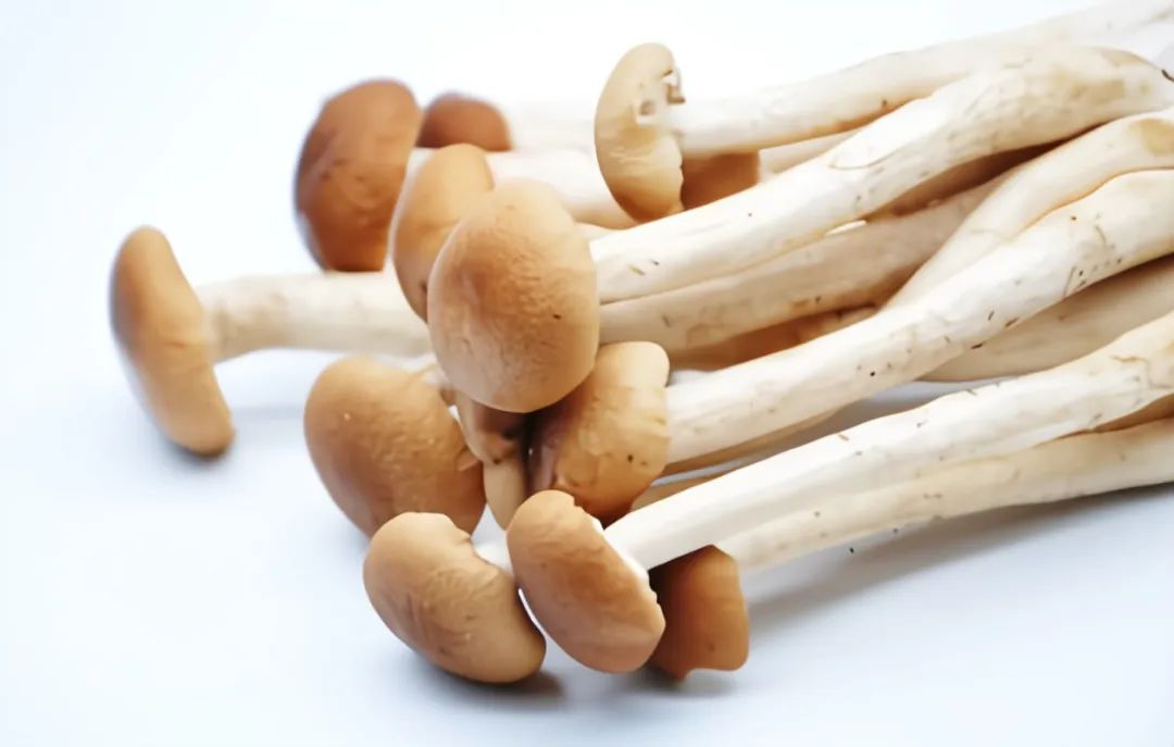 浙江人常吃的蔬菜有哪些,幼儿园常吃的蔬菜有哪些